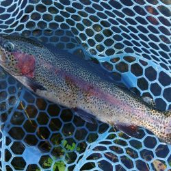 平日のフィシングパーク高島の泉を堪能